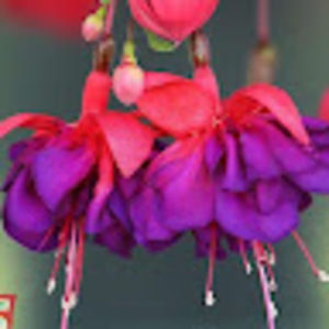 Meet your Posher, Fuchsia